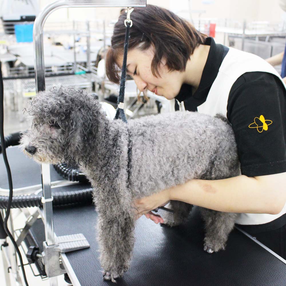 ２年生、お客様犬のトリミング☆